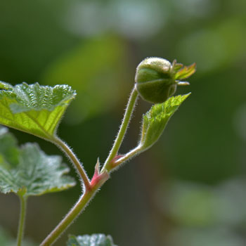New Mexico Raspberry grows its flowers from short terminal branches in leaf axils. This species is also known as Thimble-berries. Rubus neomexicanus